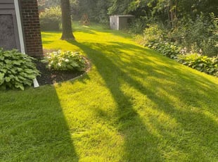 Ted M.'s lawn maintenance service result