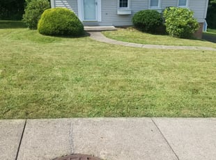 Michelle C.'s Bush Trimming service result