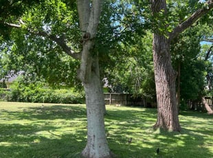 Esmeralda D.'s turf care service result