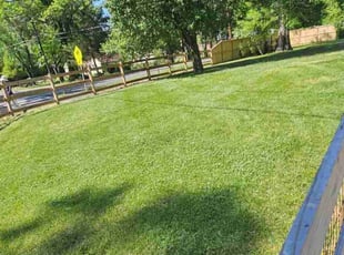 Antoinette Y.'s turf care service result