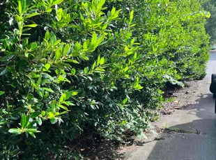 Tony D.'s Bush Trimming service result