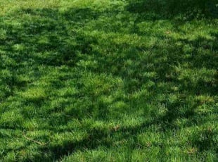 Sherry M.'s turf maintenance service result
