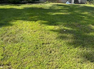 Madelyn B.'s grass maintenance service result