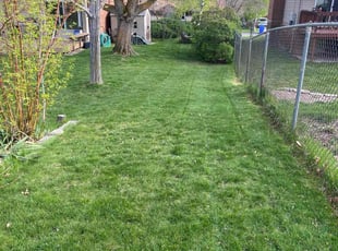 Dennis L.'s grass maintenance service result