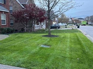 Penelope B.'s turf care service result