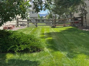 Maria T.'s turf care service result