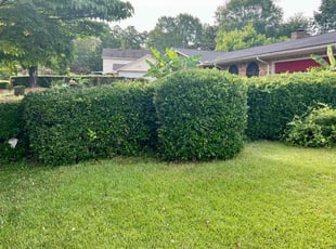 Jacqueline G.'s Bush Trimming service result