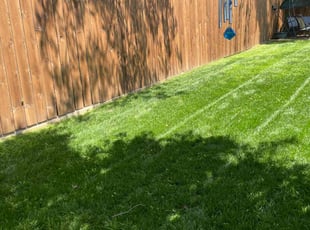India M.'s grass maintenance service result