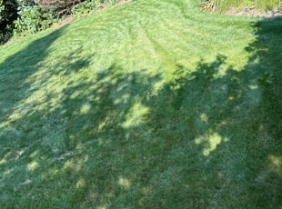 Ron P.'s grass cutting service result
