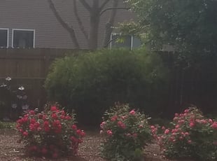 Gabriel J.'s Bush Trimming service result