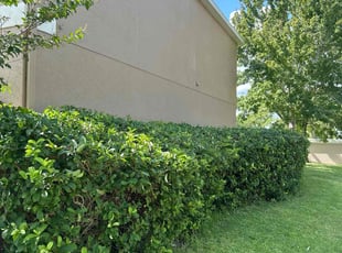 Mark K.'s Bush Trimming service result