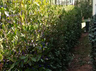 Matthew M.'s Bush Trimming service result
