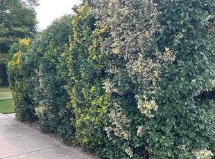 Jonathan M.'s Bush Trimming service result