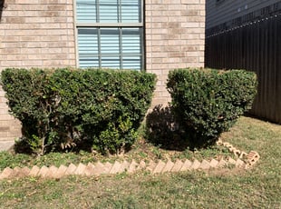 Leslie G.'s Bush Trimming service result