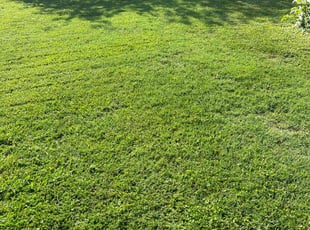 Bill C.'s grass cutting service result