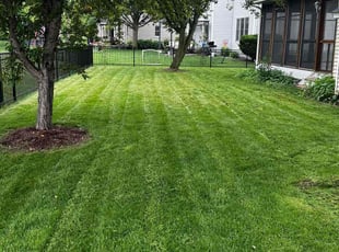 Marisa M.'s turf care service result