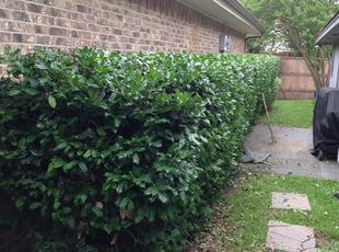 Gregory M.'s Bush Trimming service result