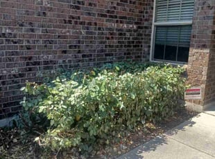 Virginia F.'s Bush Trimming service result
