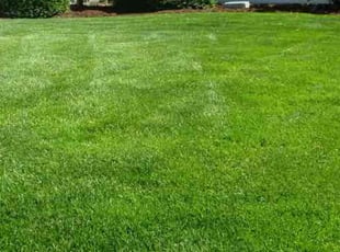 Randy C.'s grass maintenance service result
