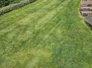 Rodshetta S.'s grass cutting service result