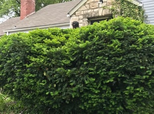 Freddie J.'s Bush Trimming service result