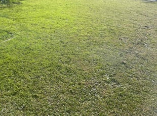 Frank T.'s turf care service result