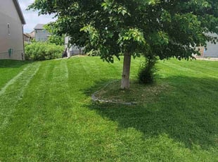 Katie N.'s landscape maintenance service result