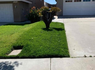 David F.'s turf care service result