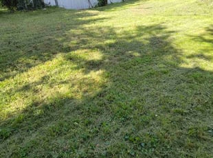 Paul L.'s lawn maintenance service result