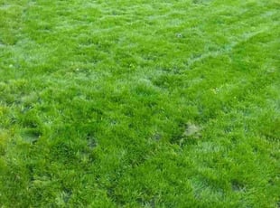 Erica K.'s turf maintenance service result