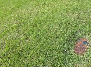 Terry W.'s turf maintenance service result