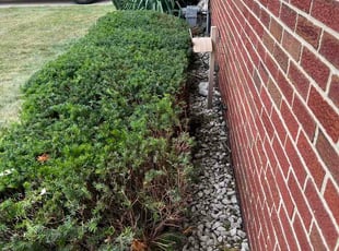 Clay D.'s Bush Trimming service result