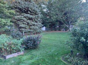 Tim R.'s turf care service result