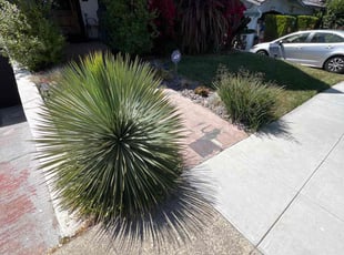 Francis I.'s lawn maintenance service result