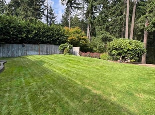 Kelvin B.'s turf care service result