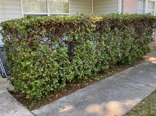 Byron E.'s Bush Trimming service result