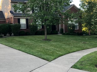 Andrew L.'s Bush Trimming service result