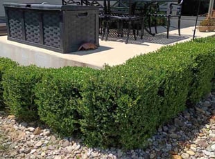 Andre M.'s Bush Trimming service result