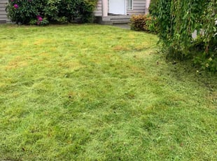 Chang W.'s turf maintenance service result
