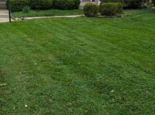 Pete B.'s grass cutting service result