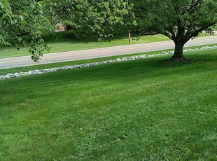 Sergio T.'s turf care service result