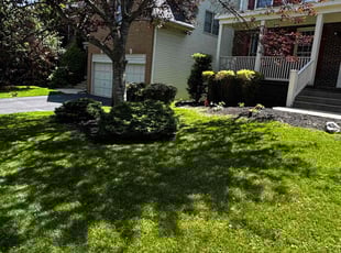 Steve C.'s grass cutting service result