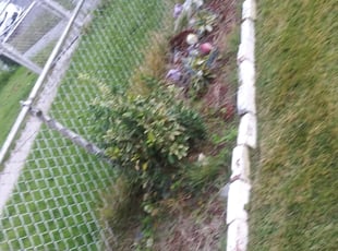 James W.'s Bush Trimming service result