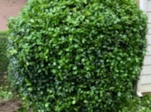 Joann C.'s Bush Trimming service result