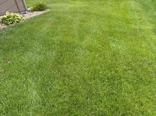 Quincy L.'s turf care service result