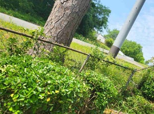 Mike R.'s Bush Trimming service result