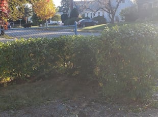 Kate R.'s Bush Trimming service result