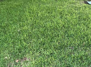 Christina M.'s turf maintenance service result