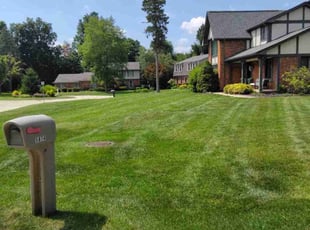 Shane T.'s lawn care service result