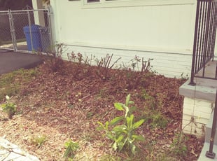 Katie V.'s Bush Trimming service result